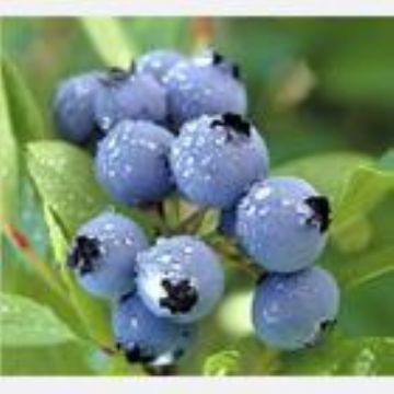 Blueberry Extract(Anthocyanin, Arbutin)